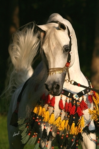 Scottsdale Arabian Horse Show 2023
